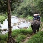 Elephant Trekking Tours from Khao Lak